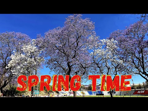 Spring time and jacaranda trees blooming in Windhoek, Namibia, southern Africa