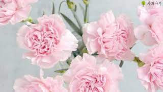 The gardians of sampson &amp; beasley - Pink Martini