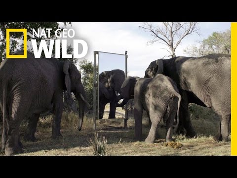 Elephant in the Mirror | Mind of a Giant