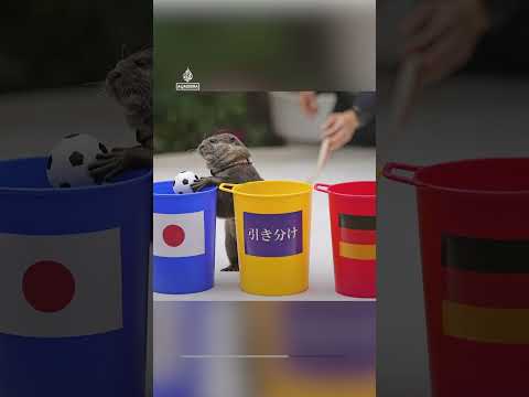 Shark predicts winning start for Brazil at FIFA World Cup | AJ #shorts
