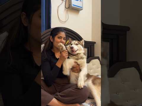 Reel tagged #petlover