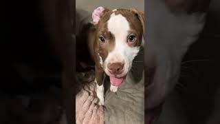 Video preview image #1 American Staffordshire Terrier-Labrador Retriever Mix Puppy For Sale in New Hampton, NY, USA