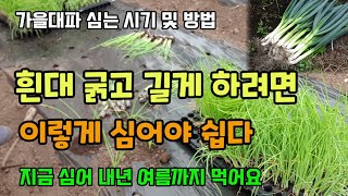 가을대파심는시기 방법 지금심어야 내년 여름까지 먹어요 대파 흰대크게하려면 이렇게 심어야