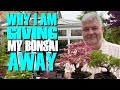 Why I Am Giving My Bonsai Away: Bonsai Bench Tour