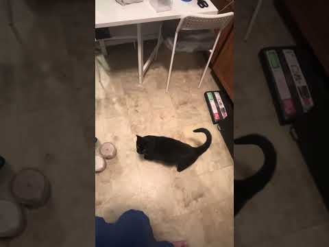 Communication with Rayne