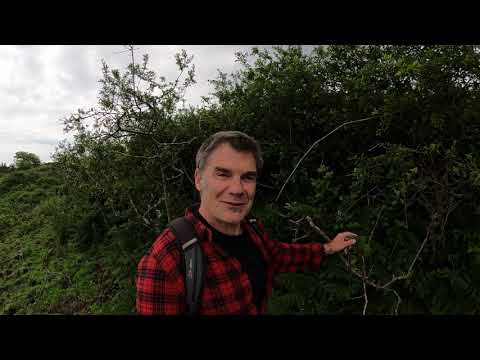 June on Sancreed Beacon