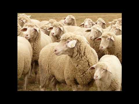 Robert Musil: Schafe, anders gesehen