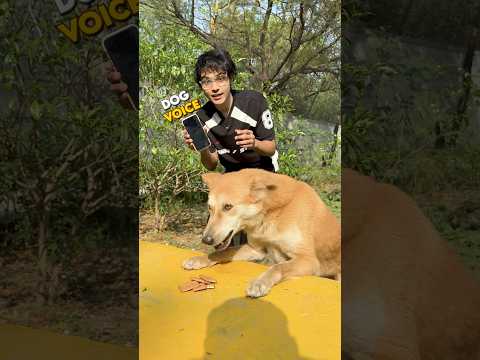 I Tested Dog translator app