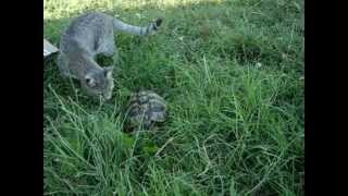 preview picture of video 'kedi ve kaplumbağa'