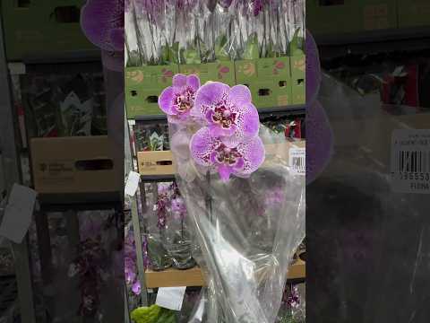 Orquídeas lilás