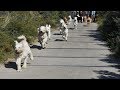 Reünie van labradoodle-familie op het strand