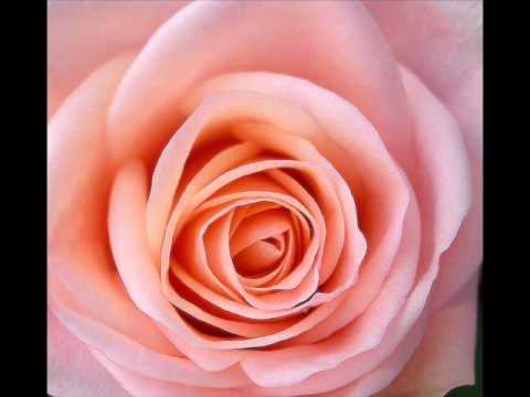 el perfume de una rosa - pastorita huaracina