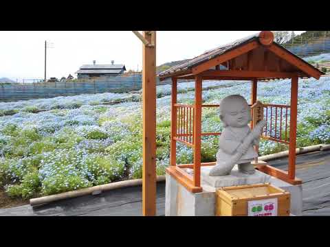 2024年4月11日　神奈川県　松田町　コキアの里　ネモフィラ開花状況
