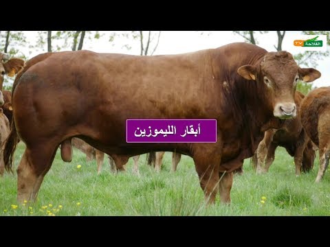 , title : 'سلالة أبقار الليموزين | أصلها ومميزاتها !'