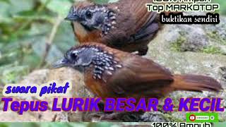Download lagu Suara Pikat burung TEPUS LURIK Top MARKOTOP mp3
