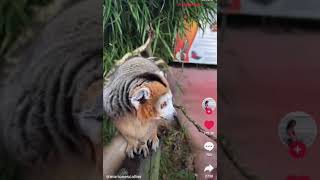 Excuse Me Sir - Boop