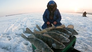 Можно ли ловить берша на волге