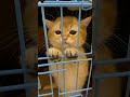 Anak Kucing Meong Meong Cute Cat Youtubeshorts