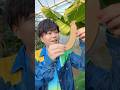 COLLECT CARDBOARD BANANAS Asmr