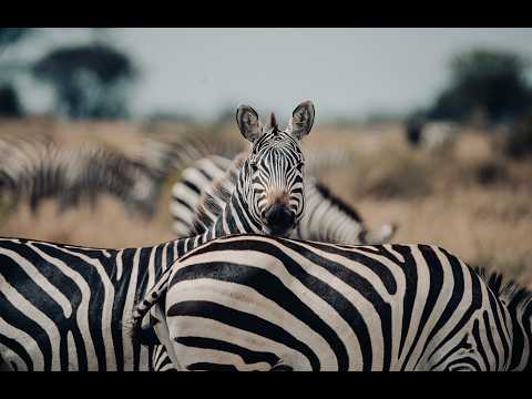 Introducing Wilderness Usawa Serengeti