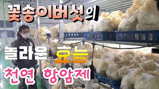 천연 항암제 꽃송이 버섯을 아십니까? 평택에서 대량 재배에 성공한 아미코팜  떴다농부가 다녀 왔어요