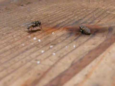 Mosconi che fanno l'amore