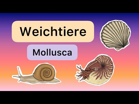 Molluscs (Mollusca)
