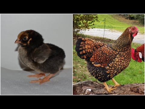 , title : 'From Wyandotte Chick to Adult Hen | Timelapse Chicken Transformation'
