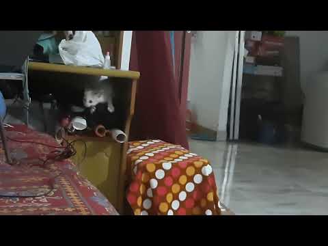 Funny Cat Video:  Cats are very charming. Likes hide and seek.