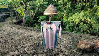 Download lagu Pemandangan Sawah Widodaren Ngawi Kabupaten Ngawi Jawa Timur  mp3