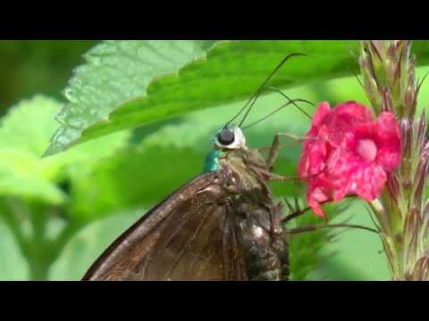 Blue butterfly (moth?) in Venezuela