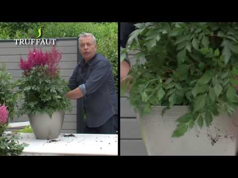 download lagu mp3 mp4 Astilbe Rouge Red Fanal, download lagu Astilbe Rouge Red Fanal gratis, unduh video klip Astilbe Rouge Red Fanal