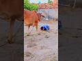 Jai Gau Mata Jai Shree Krishna Youtube Shorts Viral Trending Short Love Reels Subscribe