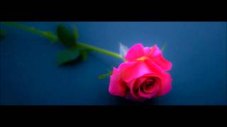 Sam Ock- Rollercoaster