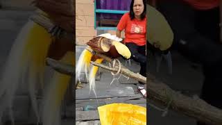 Download lagu BIRDS OF PARADISE mp3 Download lagu BIRDS OF PARADISE mp3