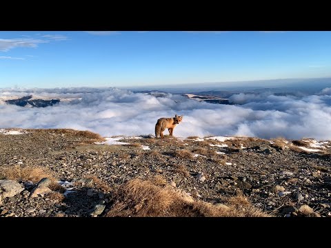 review traseu Sinaia - Castelul Peles - grota Sf Ana - Cota 1400 - Cota 2000 + o intalnire cu vulpea