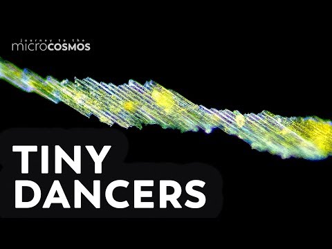 Bacillaria: Distractingly Beautiful Crystal Colonies