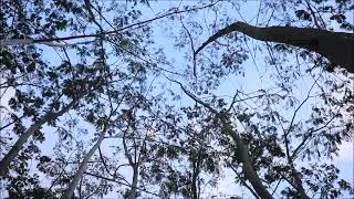 Download lagu (background video) suara pepohonan tertiup angin di alam,,, mp3