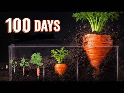 From seed to Gaint Carrot | Satisfying timelapse in 1 minute