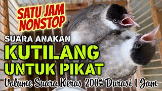 Download lagu Suara anakan Kutilang untuk Pikat durasi 1 Jam mp3 Download lagu Suara anakan Kutilang untuk Pikat durasi 1 Jam mp3