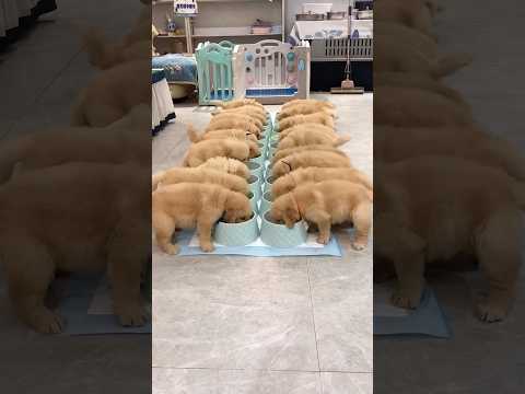 Imagine getting paid for this… best job ever 😭❤️