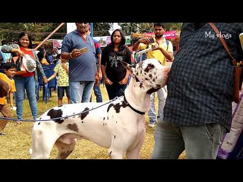 download lagu mp3 mp4 Show Bangalore, download lagu Show Bangalore gratis, unduh video klip Show Bangalore