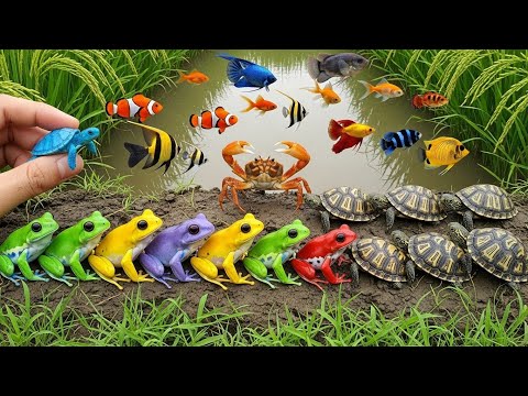 Catching Beautiful Aquarium Fish in a Backyard Pond | Guppies, Eel Carp & More 🐟