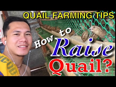 , title : 'How to Raise Quail? | Paano ba alagaan ang mga Pugo? | Quail Raising Guide and Tips | ninz TV