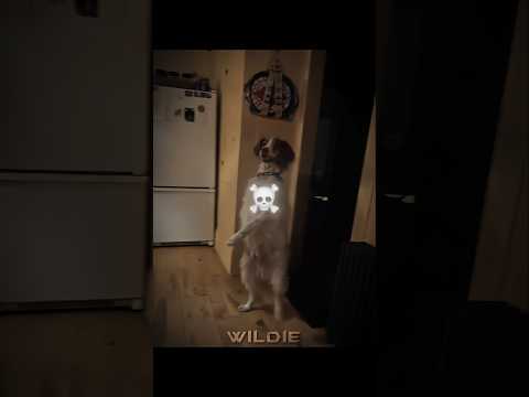 I'm The Scariest Dog ☠️ #edit #animals #dogs #skinwalker #moments #trollface #shorts #trending