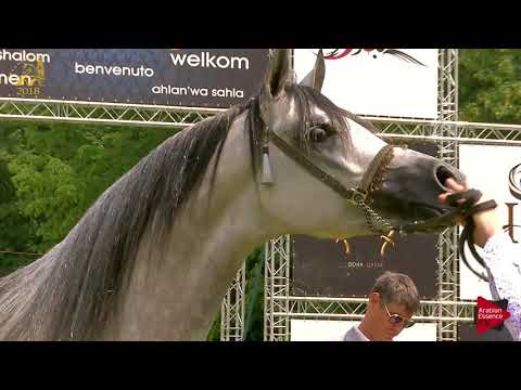 N.75 EBENOS - Bruges 2018 C European - 4-6 Years Old Stallions (Class 11)