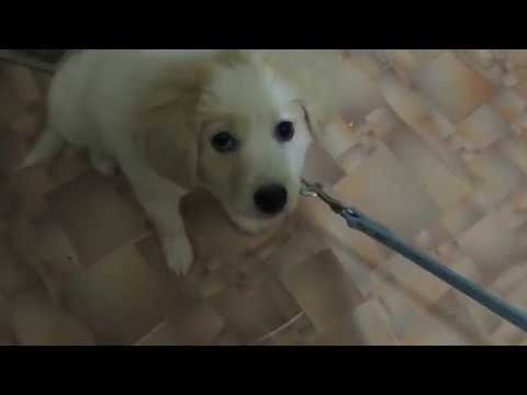 Повод и ошейник для щенка с Aliexpress // Реакция собаки // Пес недоволен