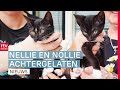 Kittens gedumpt in trein & celstraf voor poging tot doodslag | Drenthe Nu