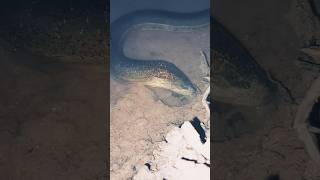 Download lagu #vidioshorts #ngerii #belut #berandayoutube #merinding mp3 Download lagu #vidioshorts #ngerii #belut #berandayoutube #merinding mp3