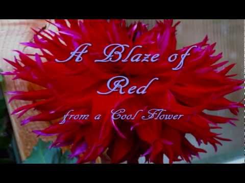 A Blaze of Red from a Cool Flower -- contemporary classical harmonica by Paul. 3-D video.